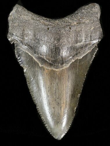 Bargain Angustidens Tooth - Megalodon Ancestor #39978